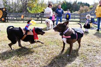 <b>Two dogs play at the Vernon Township Dog Park.</b>