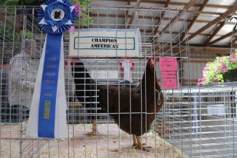 Jerry Sliker of Layton won Champion American with his Plymouth Partridge Rock.