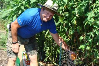 Community gardener Jim Mott picks a Jersey tomato from his impressive garden.