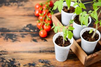 Winter sowing in upcycled containers creates stronger seedlings in spring