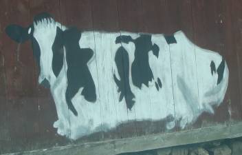 This portrait of a Holstein was fittingly done on the side of an old barn on MacPeek Road in Vernon.