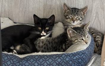 Meet Bilo, Bruno, Borat