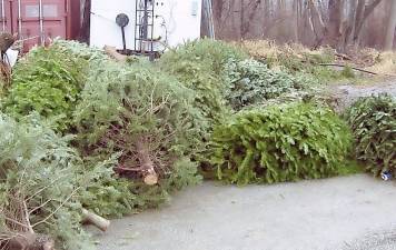 After doing their jobs beautifying our homes for the holidays, Christmas trees at the Vernon DPW lot wait for their next job of becoming useful mulch.