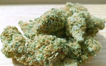 Dried cannabis.