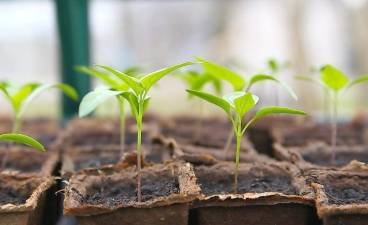 These seedlings are ready to plant.