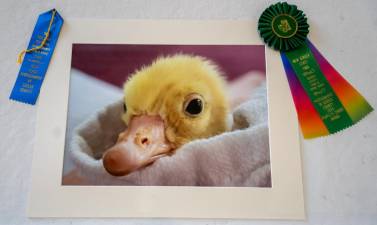 This photo of a 1-day-old Sebastopol goose by Karen Walsh won the People’s Choice Award in the photography contest at the New Jersey State Fair-Sussex County Farm &amp; Horse Show this month. It will be printed on the program cover next year. (Photo provided)