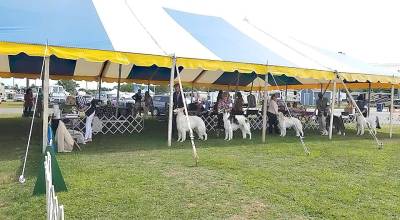 The Newton Kennel Club dog show participants from 2019.