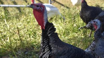 A heritage turkey at Banbury Cross Farm in Goshen, N.Y., which is not raising the price of its birds this year despite quadrupled shipping costs for feed. (Photo by Becca Tucker)