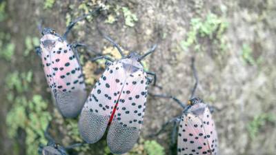 Close-up of spotted lanternfly on tree of heaven