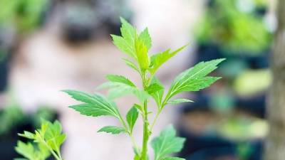 White mugwort, an invastive plant