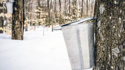 From tree to table: See how maple syrup is made