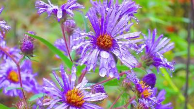 Blue wood asters, like these pictured in Prompton State Park, are now on sale. (Photo by Pamela Chergotis)