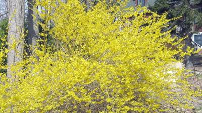 Forsythia, one of the first spring bloomers, are now accenting local roads. Photo by Janet Redyke.