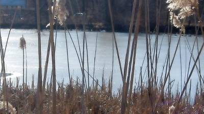 A pond on Drew Mountain Road weathers the winter as a swan and some Canadian geese enjoy the far end of the pond.