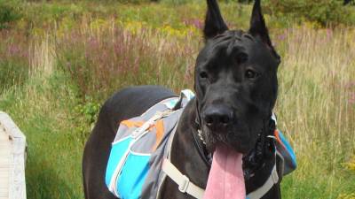 Meeting this hiker on the trail proved interesting. Cedric the Great Dane loves walking the Appalachian Trail, complete with his own back pack