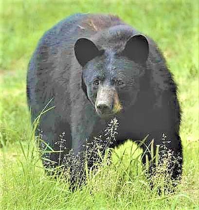 Commissioners call for state to act on bear problem