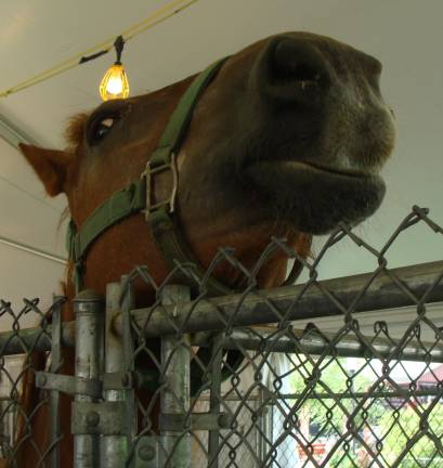 This Suffolk horse was curious about the NJ State Fair crowd.