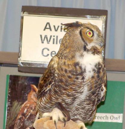 Beau, the Great- Horned Owl observes the audience.