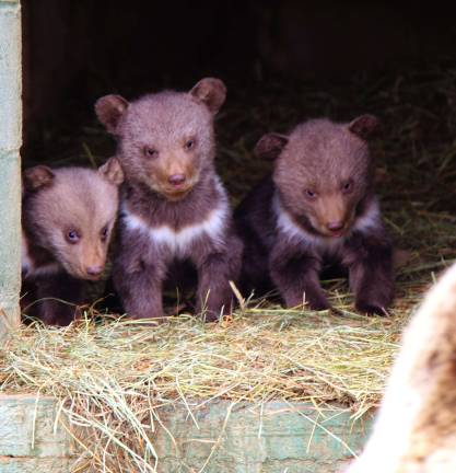 PHOTO BY GALE MIKO Three Kodiak cubs born at Space Farms in Wantage are shown on March 30 at 6 weeks old.