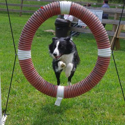 Faster than a speeding bullet, female border collie &quot;Spot&quot; goes through the course at the Vernon Dog Park during the agility demonstration. According to Jim's mom Judy Hoffman, &quot;The whole point of agility training is having fun with your dog.&quot; The reward treats are probably inspirational as well.