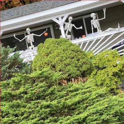 No Bones About it; Halloween is coming