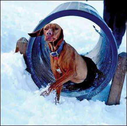 Snow dogs