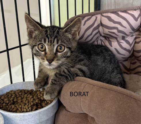 Meet Borat