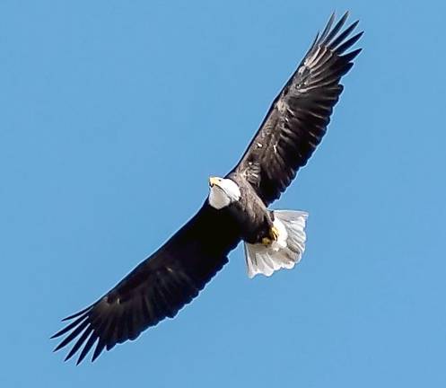 The small bald eagle population around Barry Lake and Lake Wanda is mostly seen over those bodies of water, but this one was spotted several miles away low over the trees in Wawayanda Park last week.