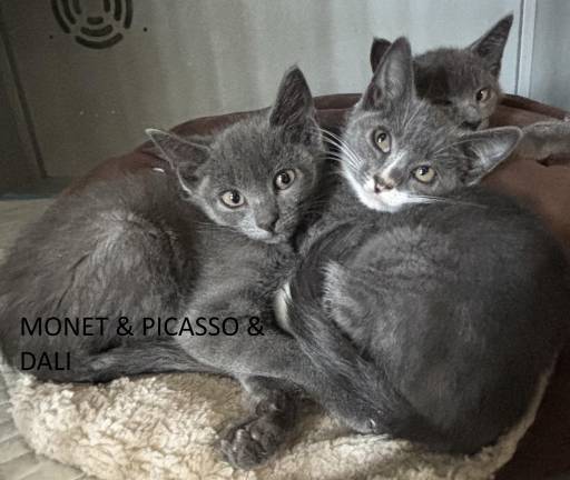 Meet Monet, Picasso, Dali