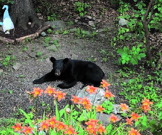 $!Locals bear with local bears