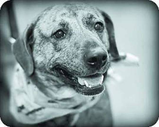 Rescue Round-Up