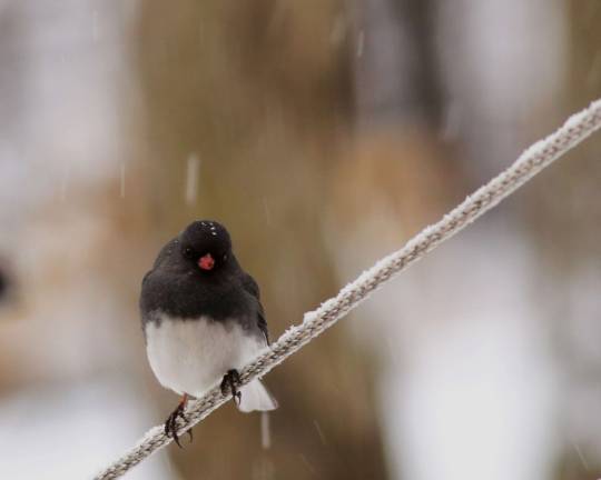 A bird watches the snow come down in Wantage.