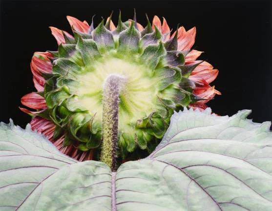 <b>2025 Winning Photo (Gary Bainbridge)</b>