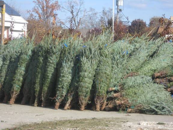 These evergreen trees will be for sale at the Vernon firehouse soon.