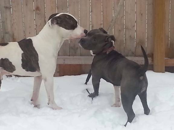Submitted by Donna Babcock of Port Jervis, N.Y. &quot;Busta had to show karma snow is fun , because she was scared.&quot;