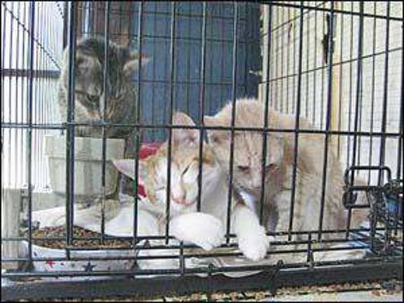 The Rescue Round-Up
