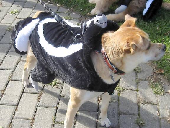 Colby, also a Halloween skunk, tried to put a smell on you (Photo by Janet Redyke)