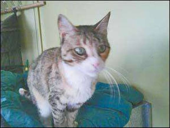 Pets of the week