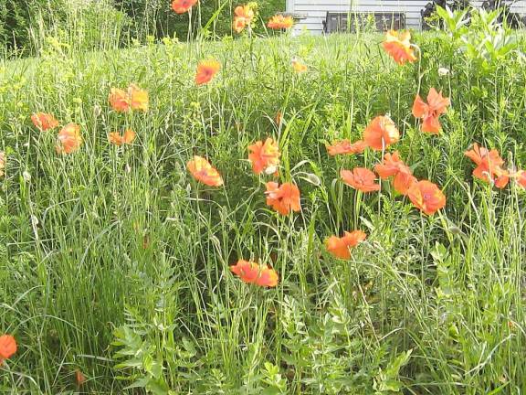 Poppies grace the roads of Sussex County and define springtime.