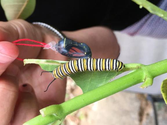 Maureen Lasslett holds a Monarch butterfly chrysalis that is minutes away from emerging, next to a full grown caterpillar