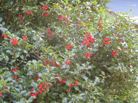 Local holly bushes are already adorned with holly berries, a preview to the Christmas season.