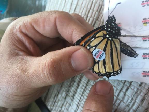 Jon Lasslett gently affixes a tag to a Monarch’s wing. The number is used to track the butterflies migration to Mexico.