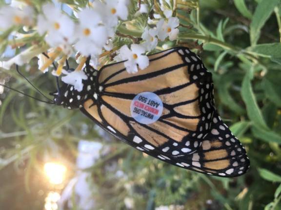 A newly tagged Monarch enjoys the nectar of a butterfly bush in the Lasslett’s Vernon buttefly garden