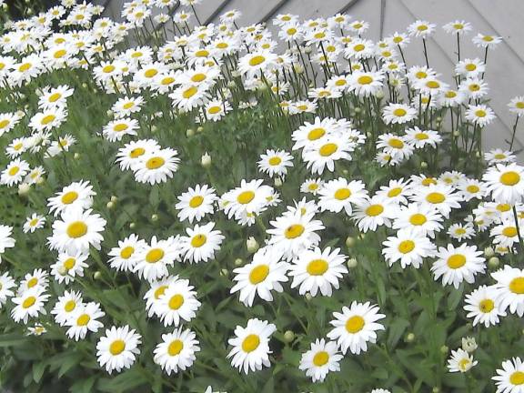 Ample sunshine and rainfall produced these exquisite daisies at the Highland Lakes Clubhouse.