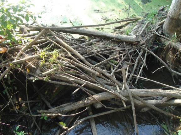 Beavers are always busy at the water level