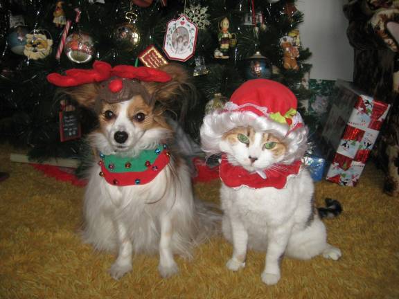 Submitted by: Maxine Keglovits of Vernon, N.J. &quot;Santa's reindeer, Rudolph, is timidly sitting next to Mrs. Claws for a Christmas photo.&quot;