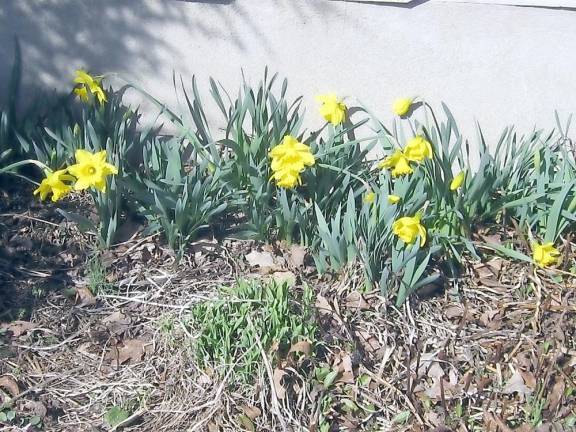 Daffodils began spring popping outside the Highland Lakes Clubhouse.
