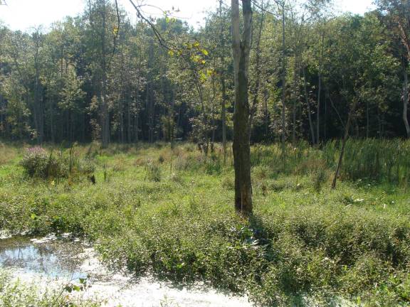 The Wood Duck Trail on the Vernon/ Sussex border shines on a September afternoon