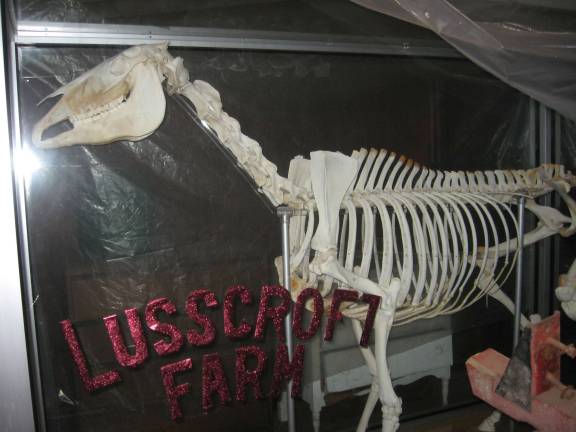 On display at Lusscroft was an actual skeleton of a horse.