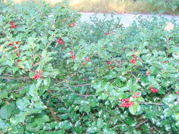 Christmas holly or the Aquifoliaceae genus is berry ready already. Did you know that holly wood was used to construct Harry Potter's wand?